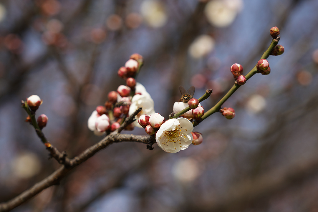 梅花蜜蜂