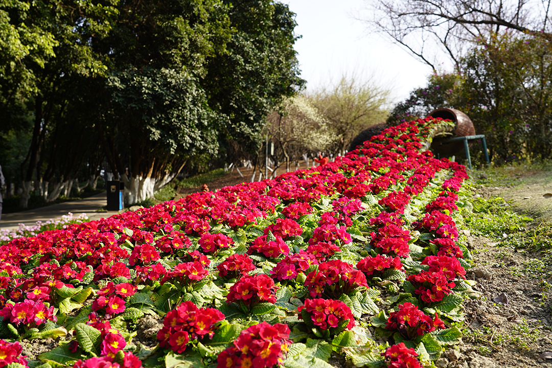 报春花2