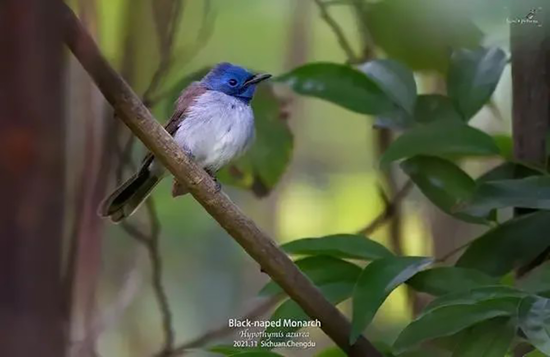 黑枕王鹟