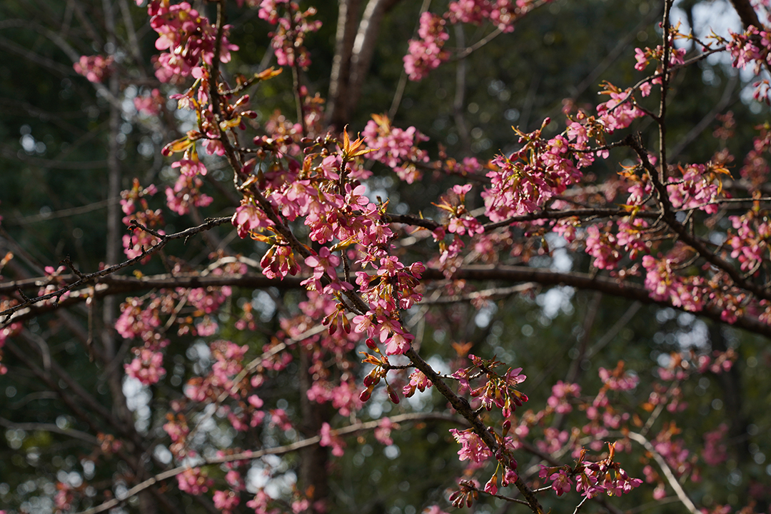 福建山樱花2