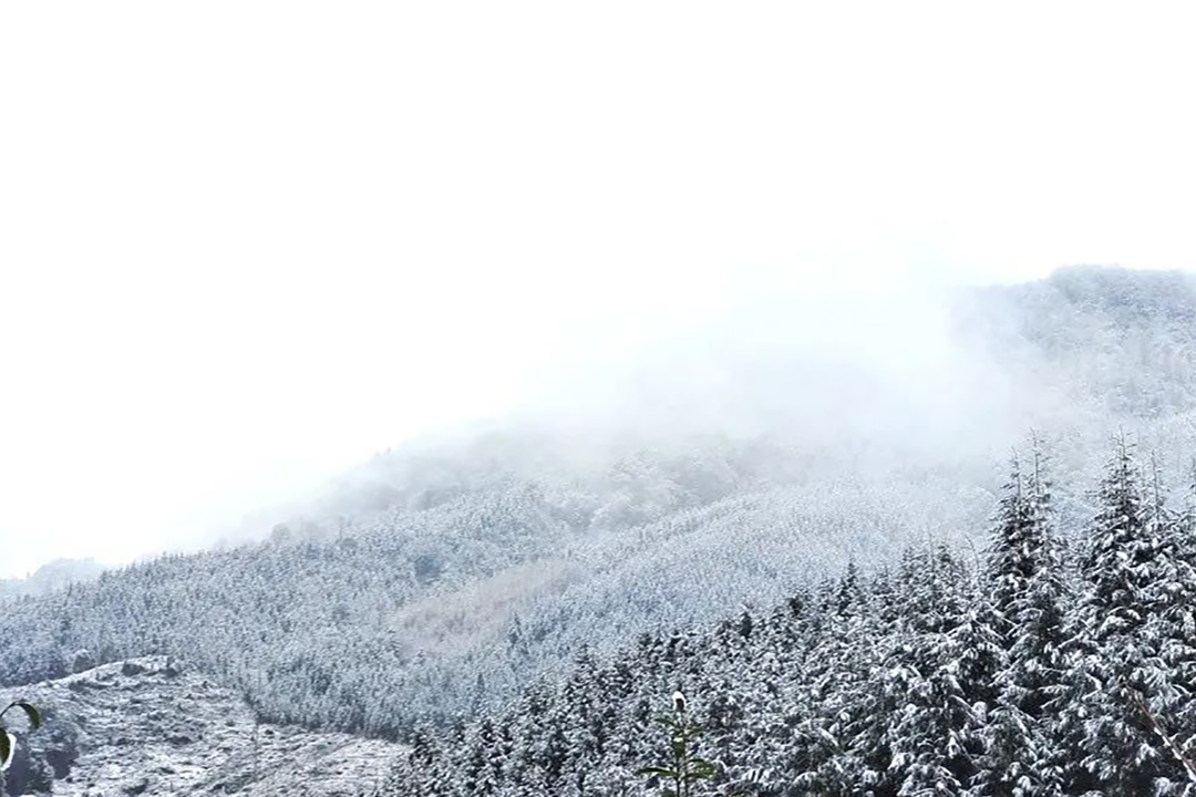 艳阳里雪花纷飞2