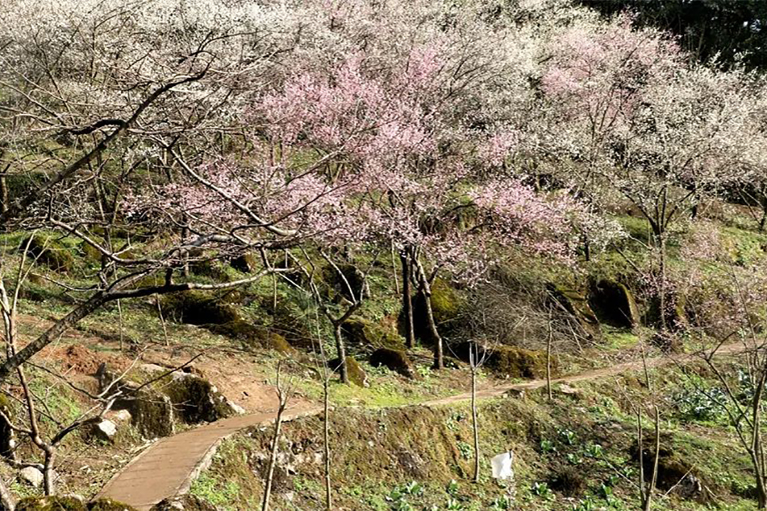 鹤鸣开启赏花模式1