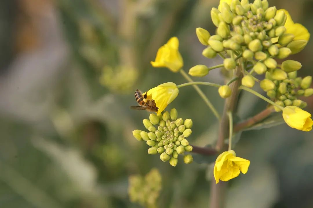 油菜花开2