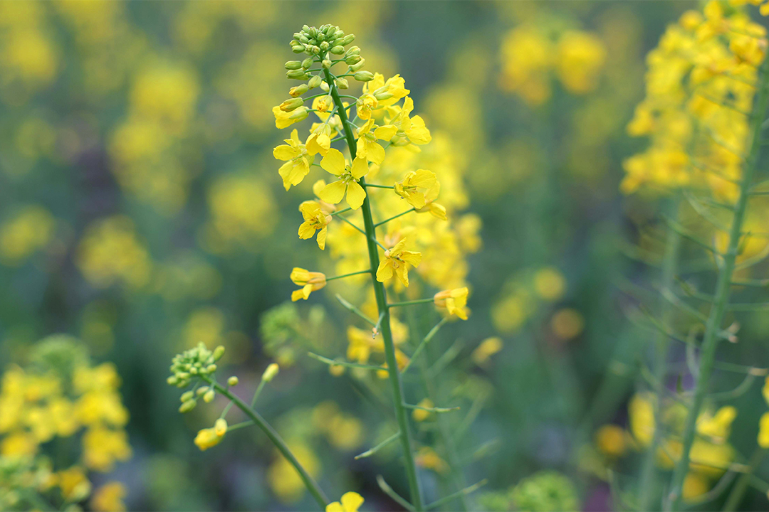 油菜花2