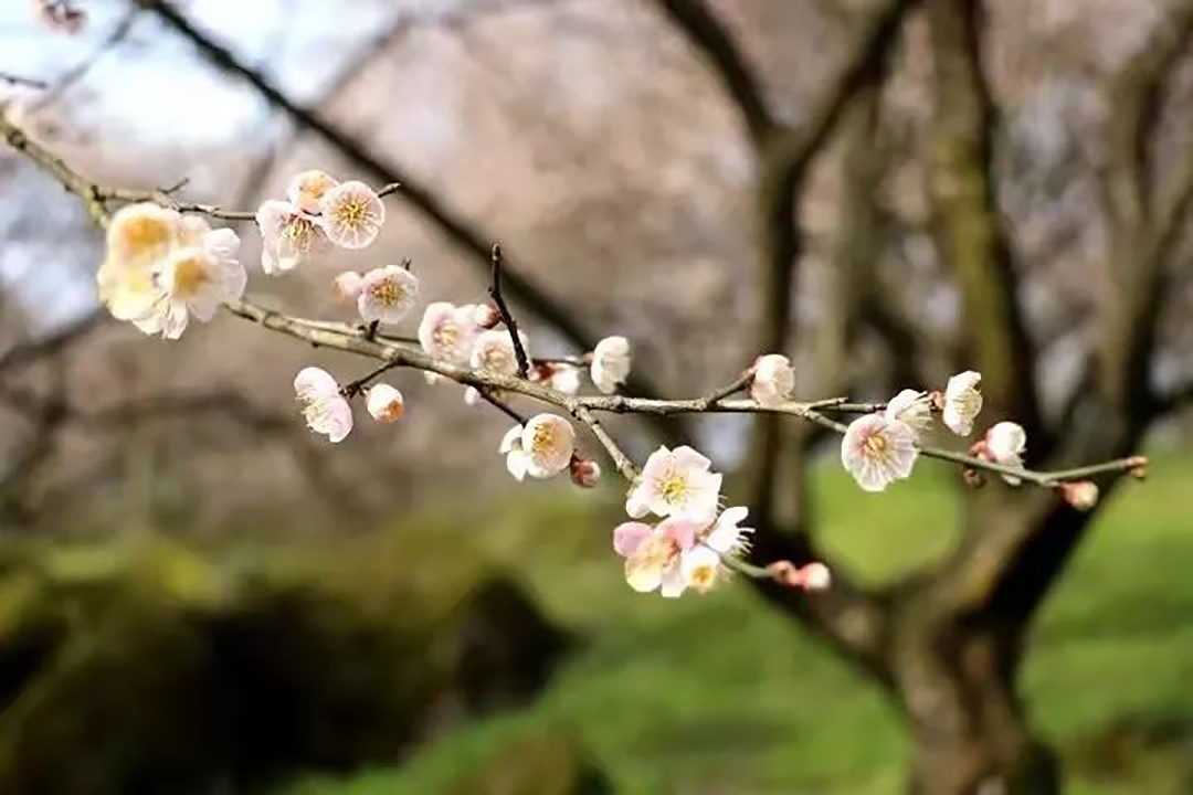 鹤鸣开启赏花模式5