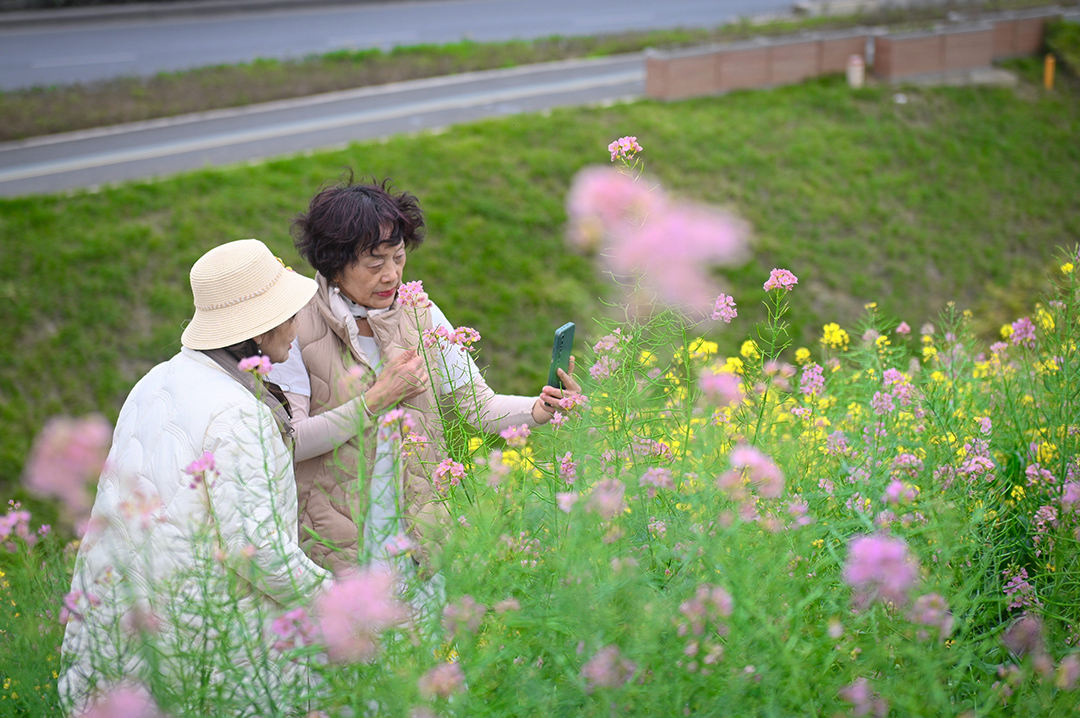 彩色油菜花1