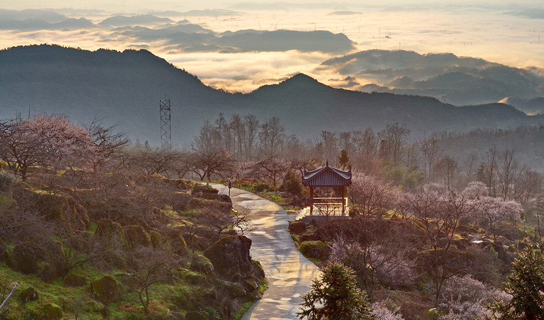 大坪山梅林