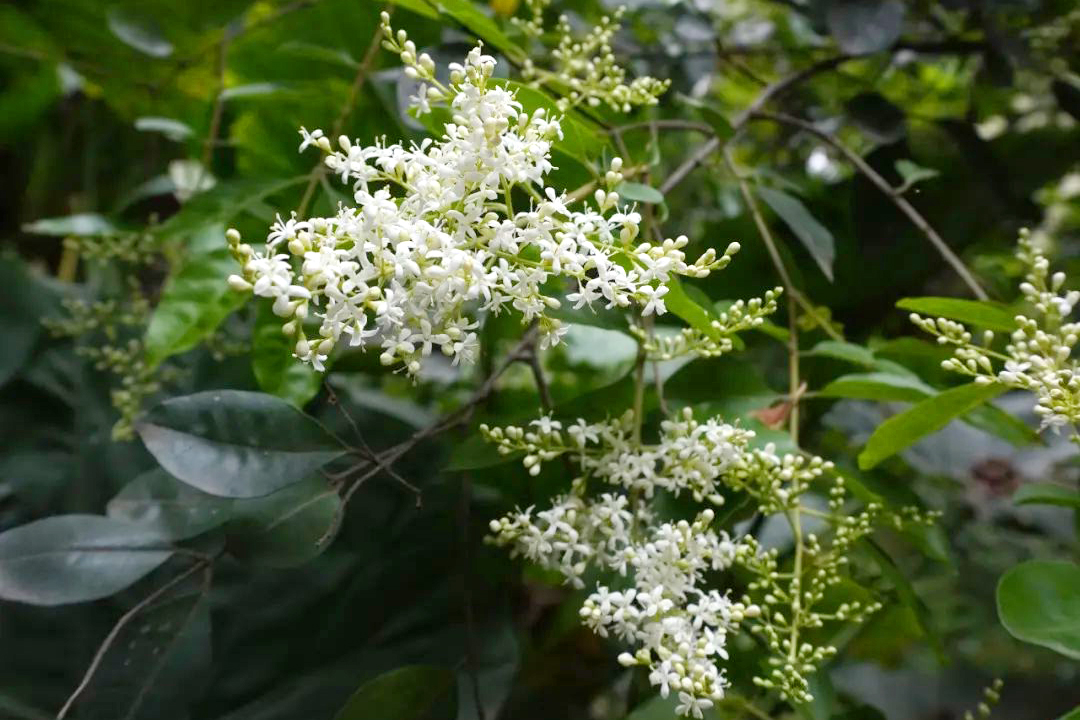 女贞花序