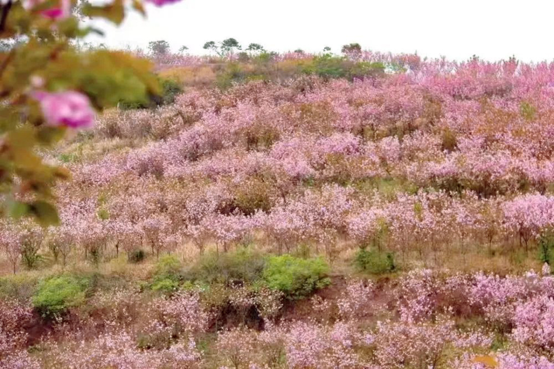 樱花之约