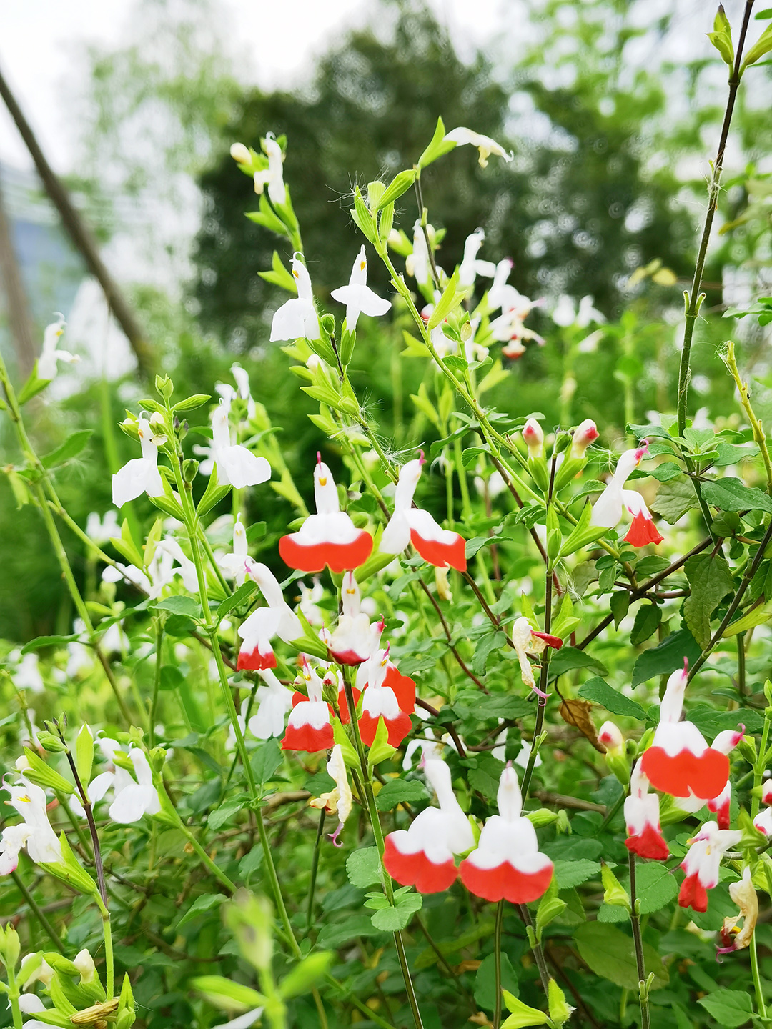 凹脉鼠尾草