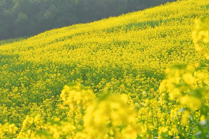 油菜