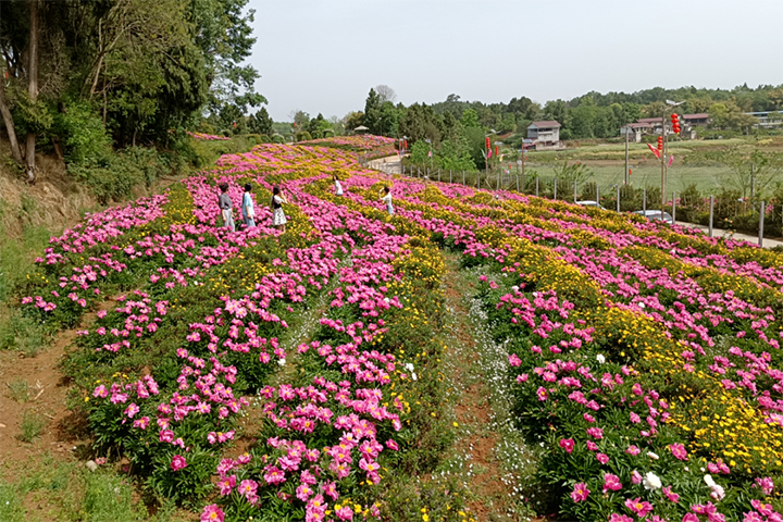 芍药1