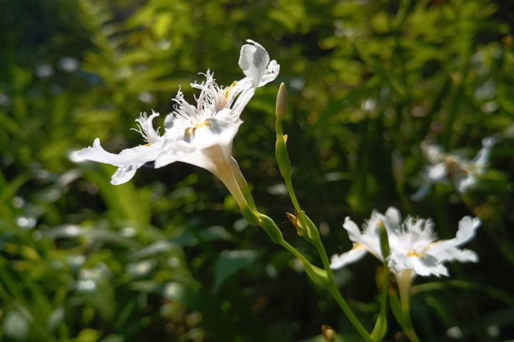 蝴蝶花