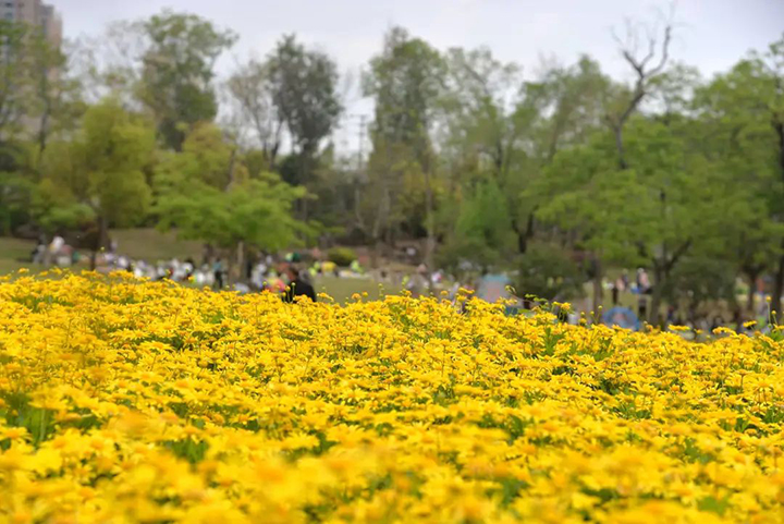 菊花3