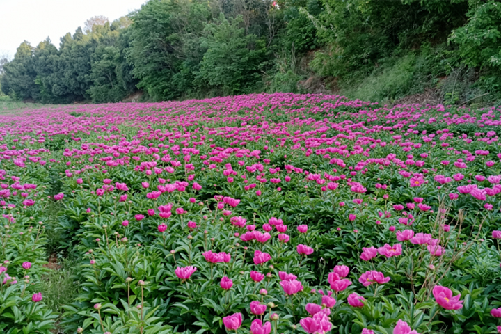 芍药2