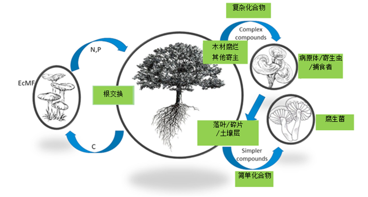 大型真菌2