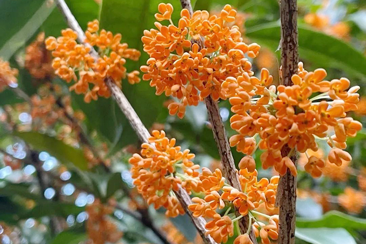 桂花花序