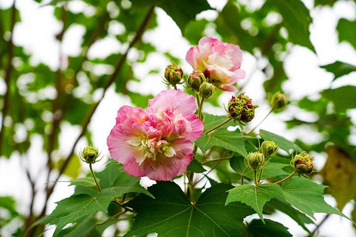 芙蓉花节8