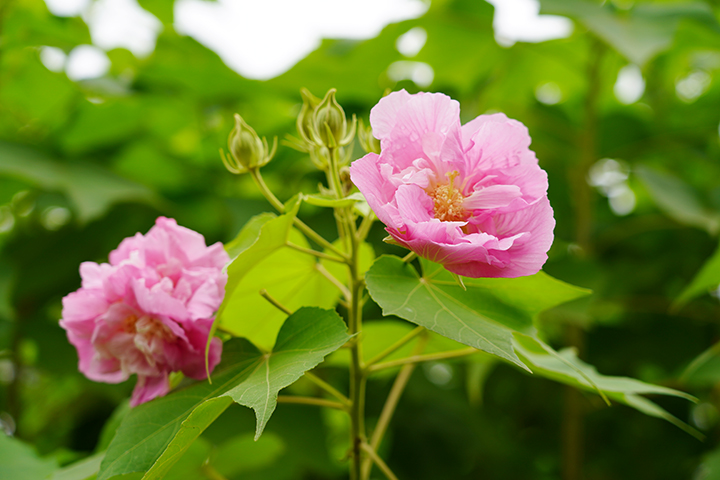 赏芙蓉