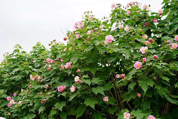 芙蓉花节5