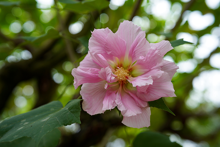 木芙蓉8