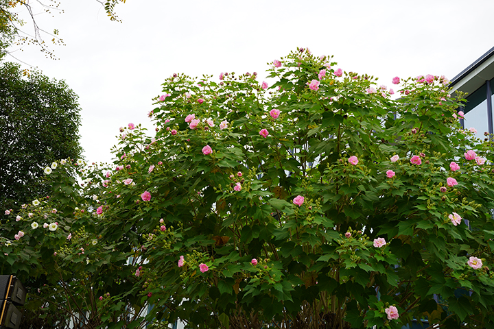 芙蓉照水8