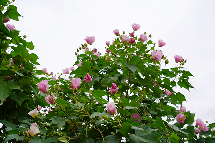 芙蓉照水