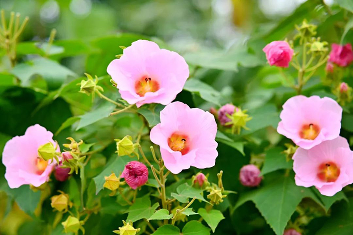 天府芙蓉花节1