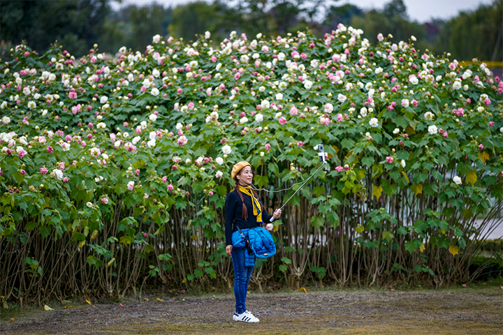 芙蓉花开5