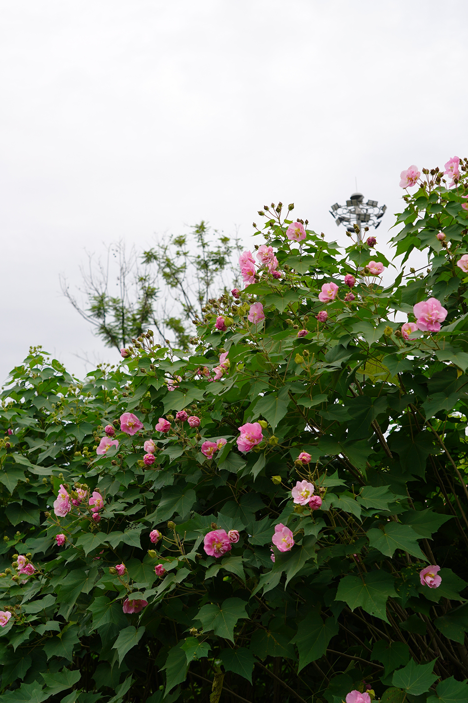 芙蓉花2