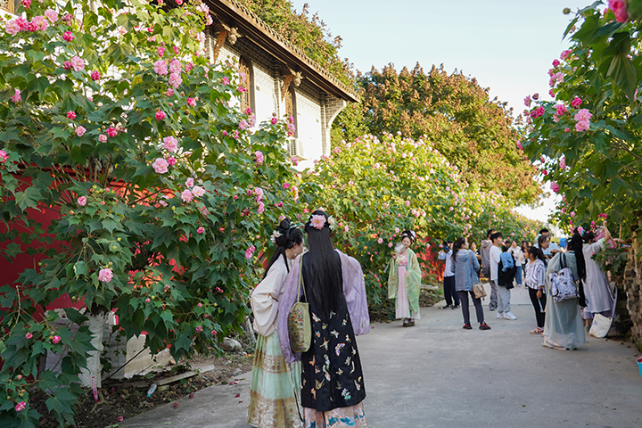 当芙蓉花邂逅红墙10