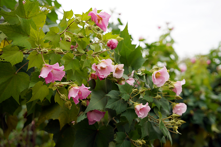 芙蓉照水7