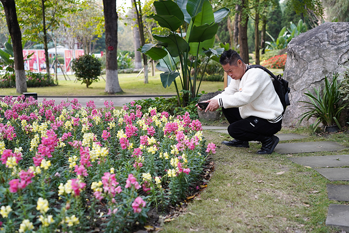 金鱼草9