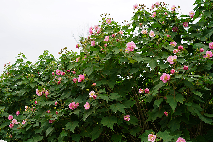 芙蓉照水3