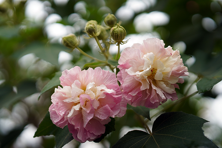 芙蓉照水6