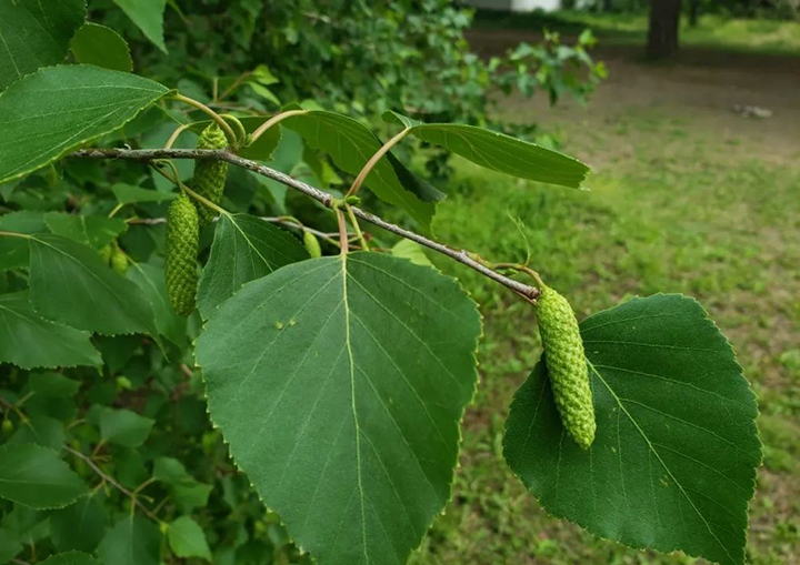 白桦的果序