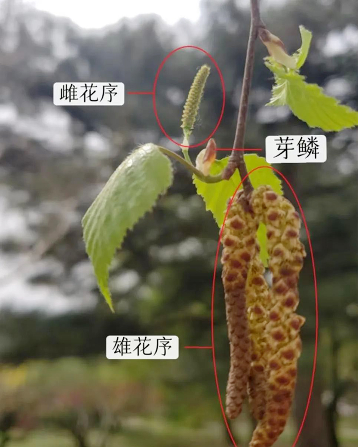 白桦的雌花序和雄花序