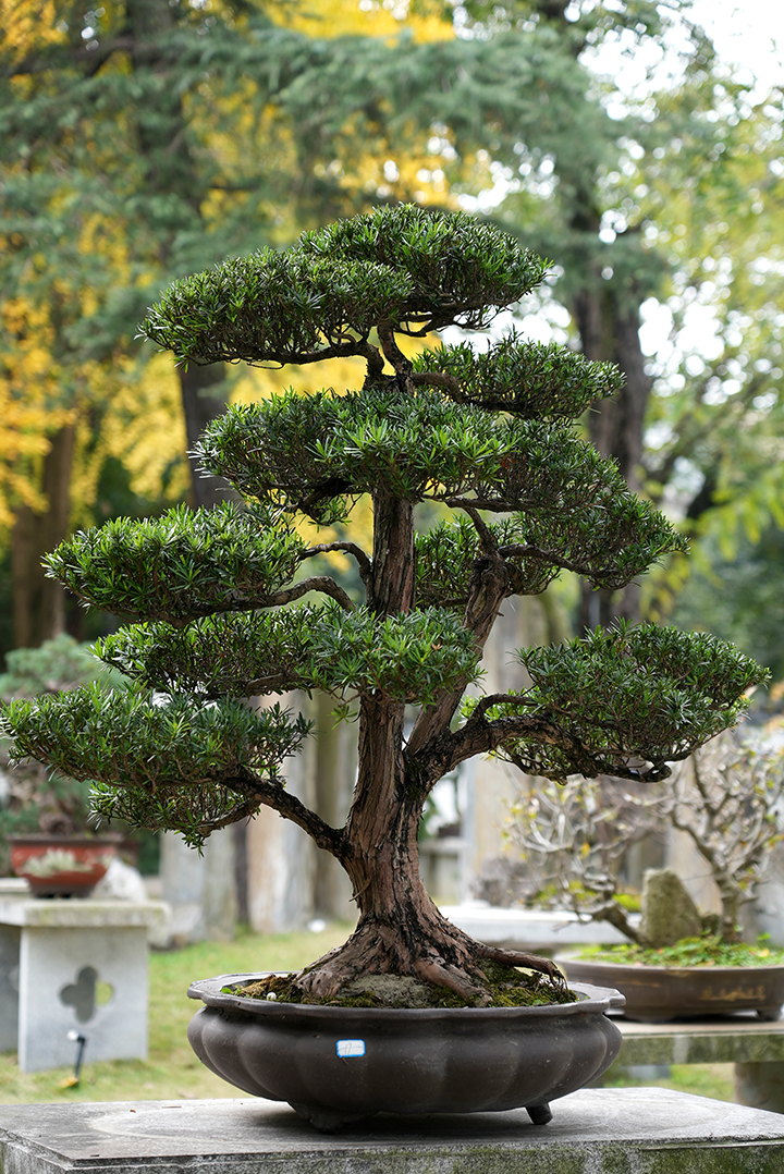 川派盆景2