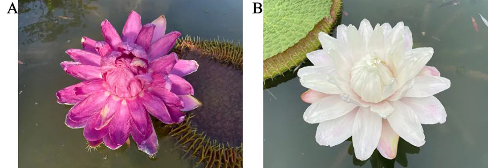 亚马逊王莲（A）和克鲁兹王莲（B）