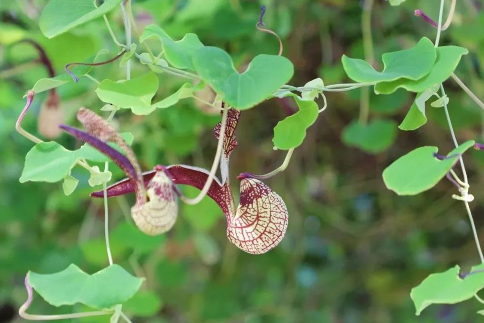 麻雀花2