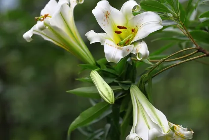 淡黄花百合