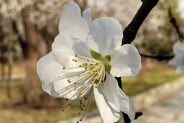 “白花”山桃雌蕊及萼片均为绿色