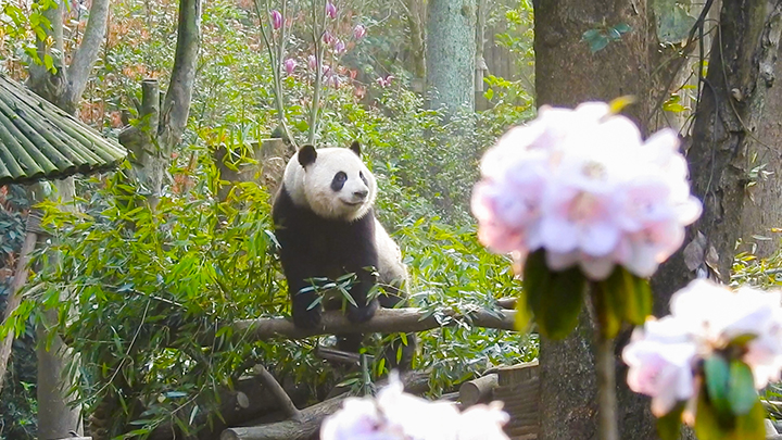 大熊猫与高山杜鹃