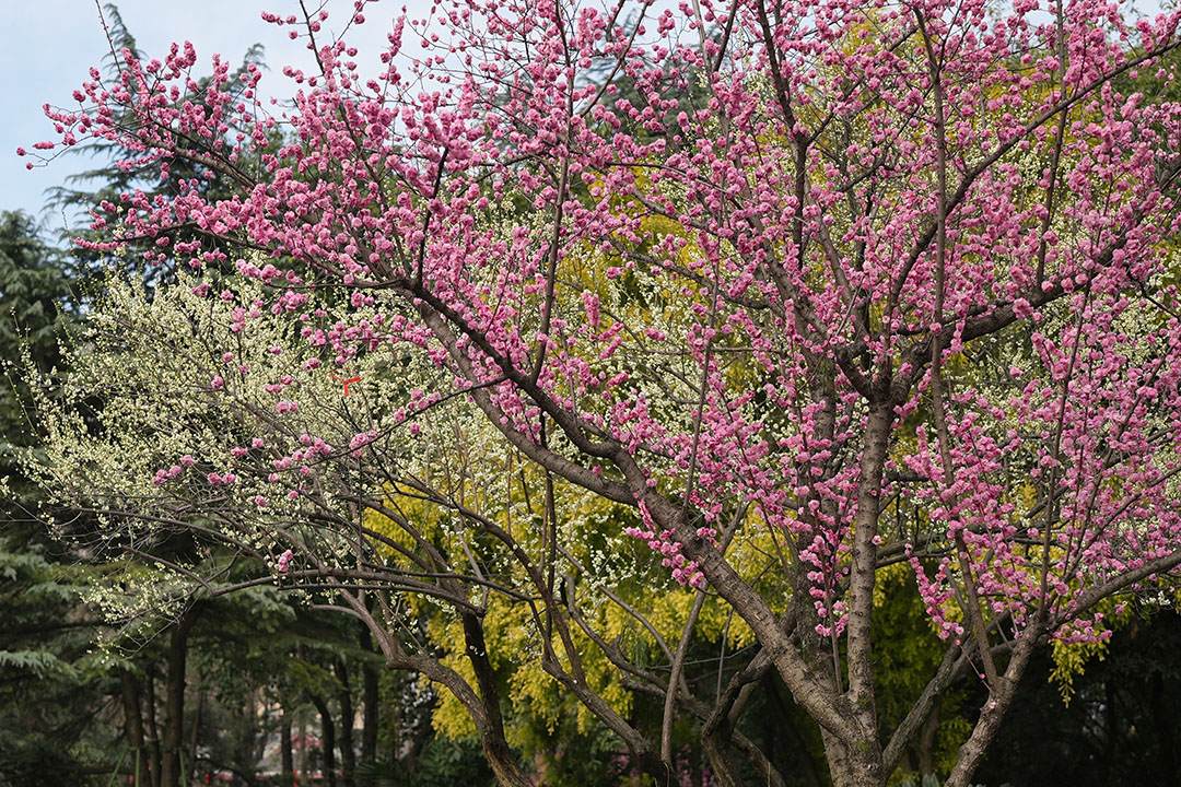 梅花