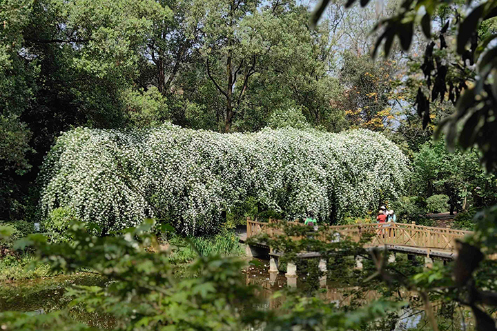 木香花