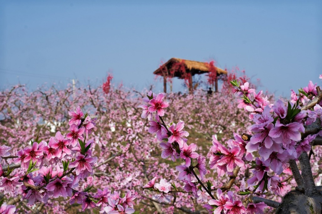 桃花