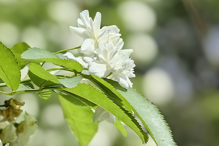 木香花2