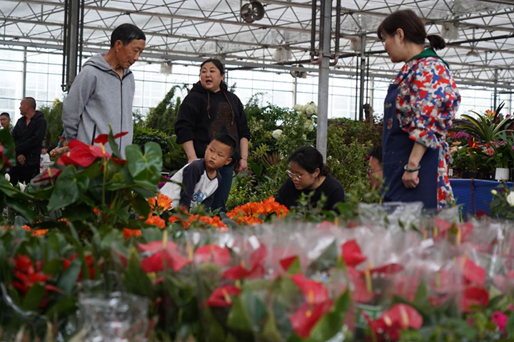 逛花市买鲜花1