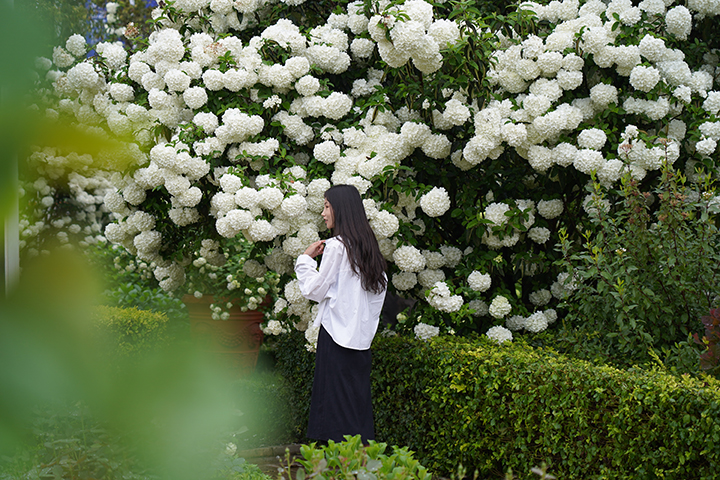 逛花市买鲜花3