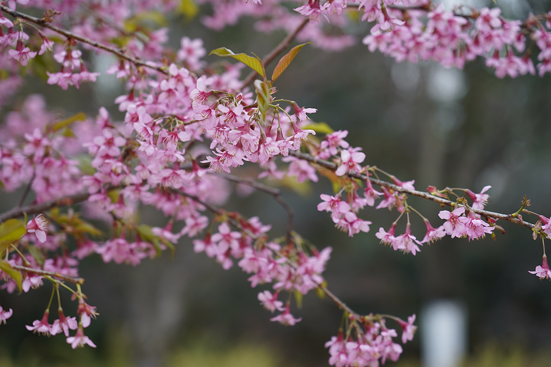 樱花